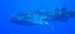 whale-shark2