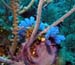 white-and-blue-tunicates