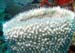 white-sponge