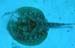 yellow-stingray-2
