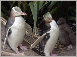 penguin