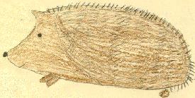 hedge.jpg (11256 bytes)